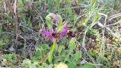 Ophrys bertolonii flavicans
