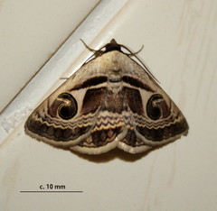 Cometaster pyrula