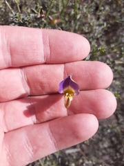 Lotononis azureoides