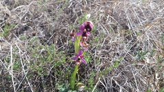 Ophrys bertolonii flavicans