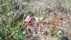 Ophrys bertolonii flavicans