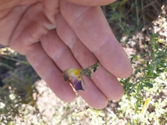 Lotononis azureoides