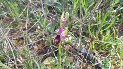 Ophrys bertolonii flavicans