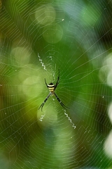 Argiope