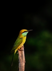 Merops orientalis