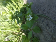 Stellaria media