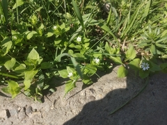 Stellaria media