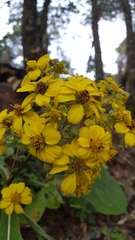 Rumfordia floribunda