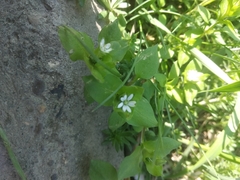 Stellaria media