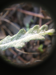 Golovinomyces fischeri image