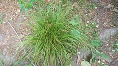 Carex solandri