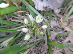 Nothoscordum bivalve