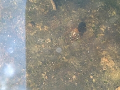 Laccophilus maculosus