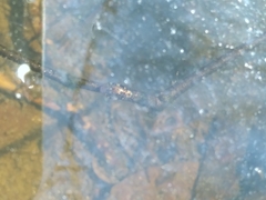 Laccophilus maculosus