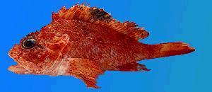 Representative image of Scorpaena loppei