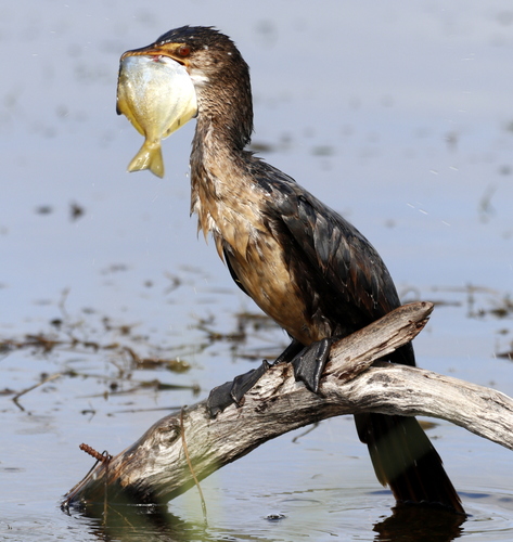 Reed Cormorant