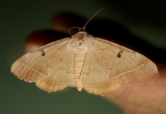 Ctenusa pallida