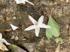 Styracaceae
