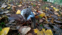 Hypomyces cervinigenus