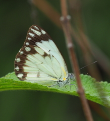 Belenois creona severina