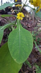 Rumfordia floribunda