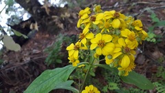 Rumfordia floribunda