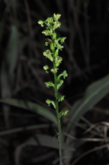 Platanthera flava flava