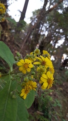 Rumfordia floribunda