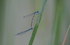 Coenagrion caerulescens