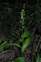Platanthera flava flava