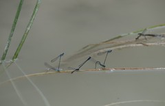 Coenagrion caerulescens