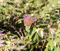 Precis archesia archesia