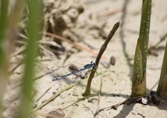 Coenagrion caerulescens