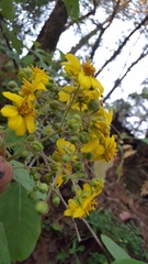 Rumfordia floribunda