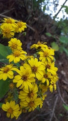 Rumfordia floribunda