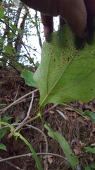 Rumfordia floribunda