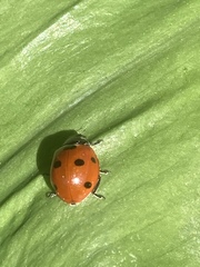 Coccinella septempunctata