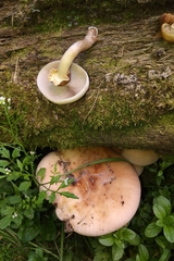 Cyclocybe parasitica