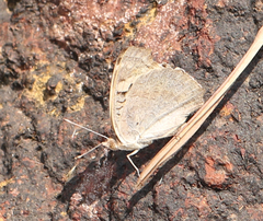 Junonia orithya swinhoei