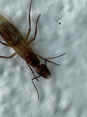 Camponotus zonatus