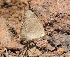 Junonia orithya swinhoei