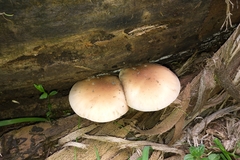 Cyclocybe parasitica