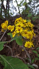 Rumfordia floribunda