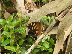 Heteronympha solandri