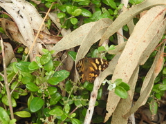 Heteronympha solandri