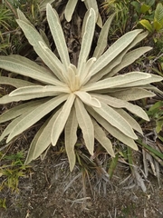 Espeletia aristeguietana