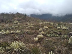 Espeletia aristeguietana