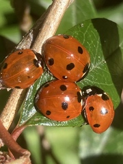 Coccinella septempunctata