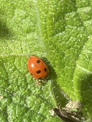 Coccinella septempunctata
