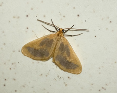 Eubaphe helveta